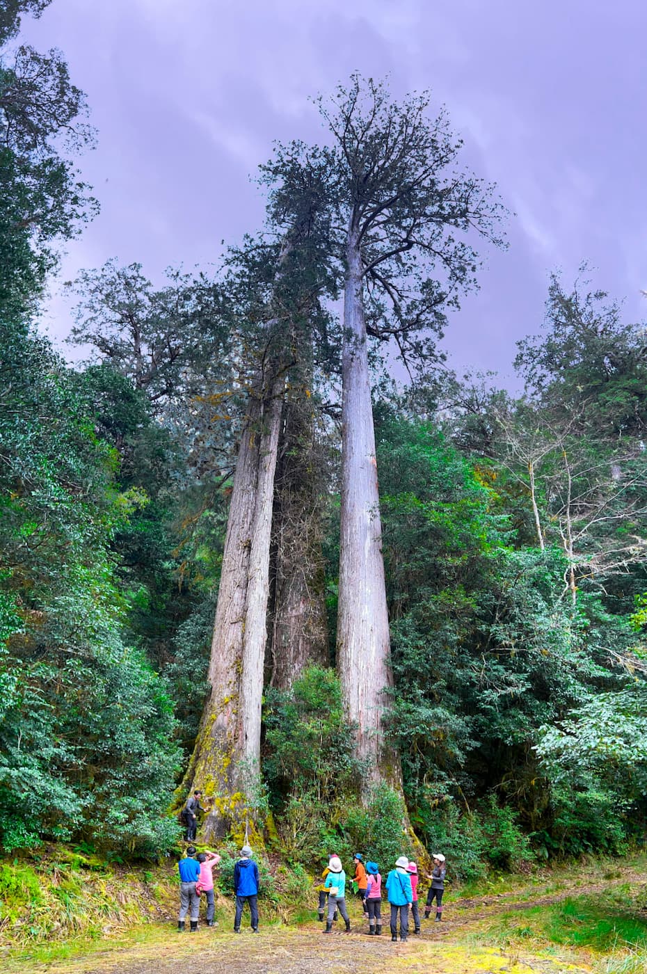 Giant Trees in Taiwan