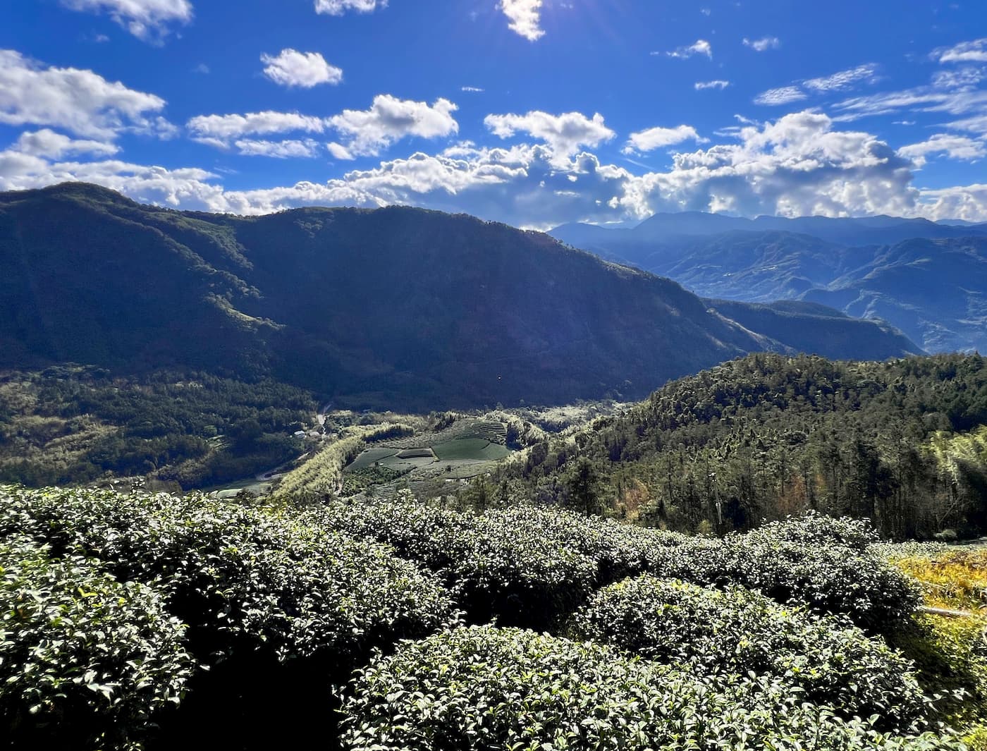 Tea plantations and mountains in Shizhuo